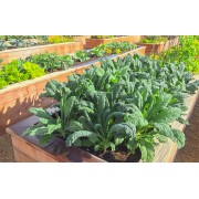  Капуста листова кучерява Кале 0,5г Коуел